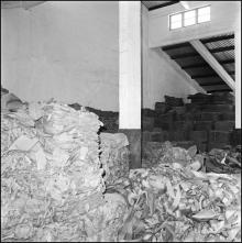Matéria-prima da fábrica de papel do Porto Novo, Freguesia de Gaula, Concelho de Santa Cruz