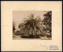 Jardim Municipal do Funchal, Freguesia de São Pedro (atual Freguesia da Sé), Concelho do Funchal