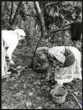 Apanha da Castanha no Curral das Freiras, Concelho de Câmara de Lobos