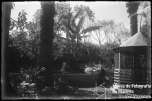Florista, no Hotel Bela Vista (atual Seminário Diocesano), Freguesia de São Pedro (atual Freguesia da Sé), Concelho do Funchal